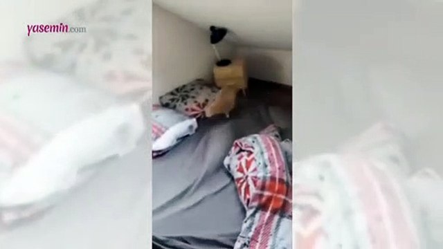 Sosyal medyanın gündemine oturan kedi!