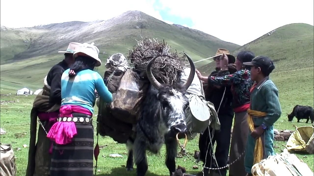 Yaks moving to new pastures, Tibetan pitch tents - Drokpa Nomads