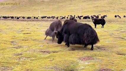 The Strong Yaks fighting