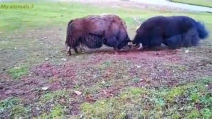 Yaks fighting in the water Animals world #yaks