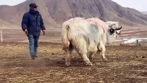 How Tibet people help yaks get out of snowy areas #yaks
