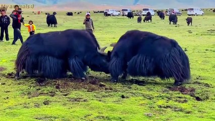 Yaks fighting timeAnimals fighting