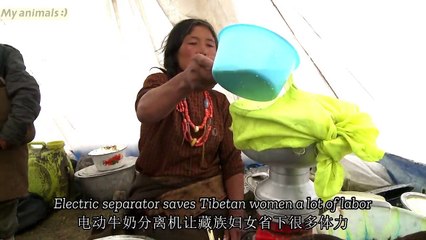 Yaks being milked by herders in new way   China's Wild West Animal Documentary