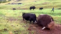 Videos of yaks fighting   Animals fights compilation2022