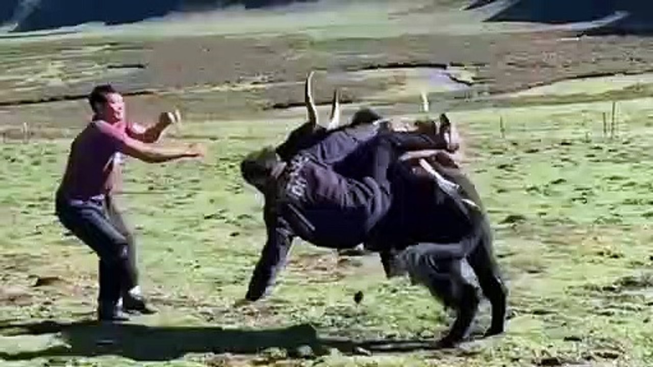 Yak and human crazy moment! ⚡️
