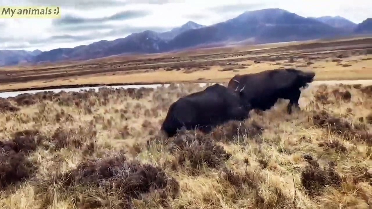 Yaks fighting for yak baby and spouse rights!