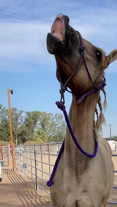 Happy Horse Smiles for the Camera