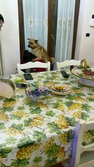 Girl Gives Dog a Ride on Toy Vespa