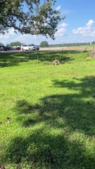 Kids Have Hilarious Comments About Male Kangaroo