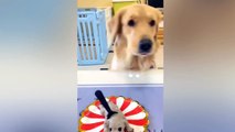 Dog Reaction to Cutting Cake    Funny Dog Cake Reaction Compilation  Pets House