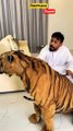 Dubai  King  Sheikh Nawab With White Lion  White Tiger  Dubai Lion Shorts