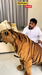 Dubai  King  Sheikh Nawab With White Lion  White Tiger  Dubai Lion Shorts