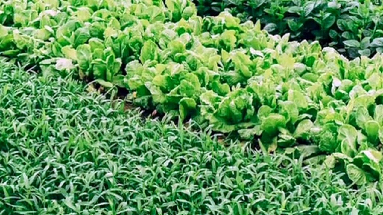 How To Become Most Sustainable, Regenerative, Carbon-Negative To Build A Green Civilization – Part 1