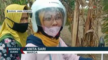 Jembatan Bambu Berbayar saat Kemarau, Bantu Warga Pangkas Jarak dari Kudus ke Demak