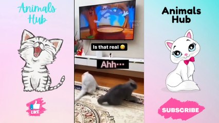 Funny cat videos 2022 | Funny Cats and Dogs | Funny Cats Compilation