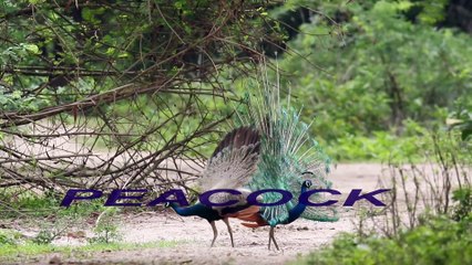 PEACOCK. FUNNY PEACOCK. FUNNY KING