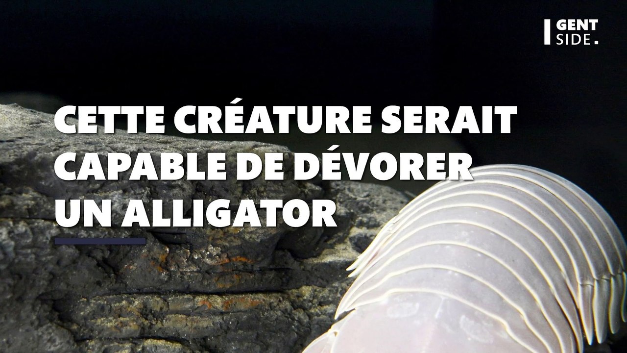 Cette nouvelle créature marine digne d'un film d'horreur serait capable de dévorer un alligator