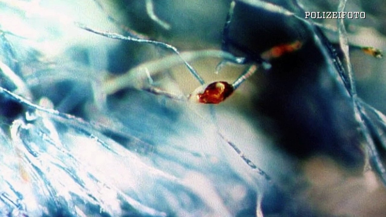 Ermittler! Im Zwielicht !