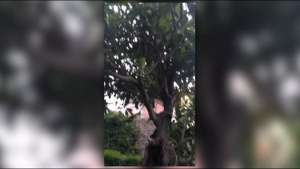 Grillo mostra un nespolo: "Questo è il Movimento 5 stelle"