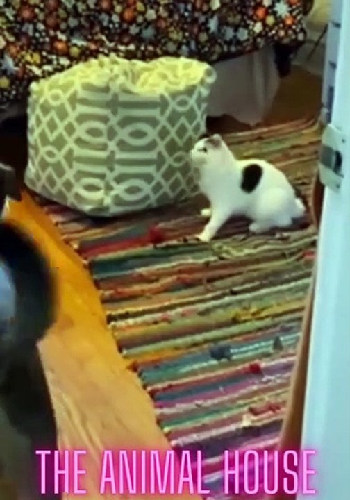 funny animals.