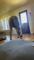 Peppy the Horse Comes into the House for a Visit