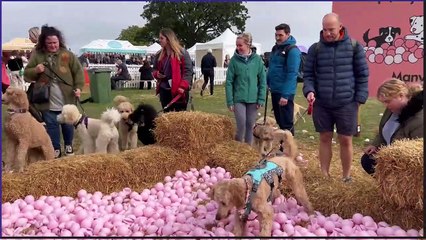 DogFest 2022: Adorable footage from the 'ultimate dog's day out' in Leeds