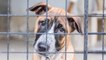 This unwanted dog got adopted after a heartbreaking video showing his loneliness went viral (VIDEO)