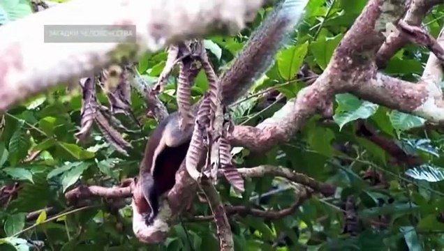 Загадки человечества (26.09.2022)