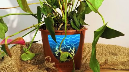 Garden Organization Ideas And Growing Plant Hacks_