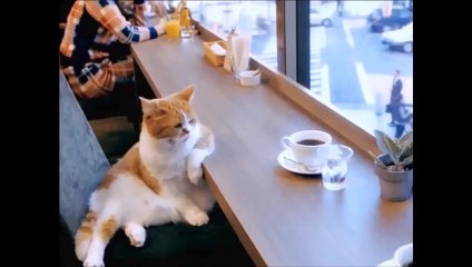 Top Best animals Compilation|| जानवरों की ये हरकत रिकार्ड हो गई वरना कोई यकीन नहीं करता..