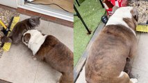 Raunchy bulldog tries to go 'all the way' with a cat