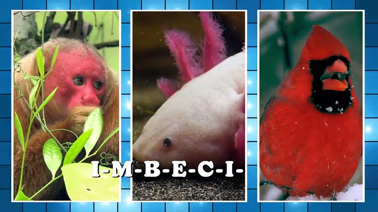 Verrückter Planet Staffel 1 Folge 10 HD Deutsch