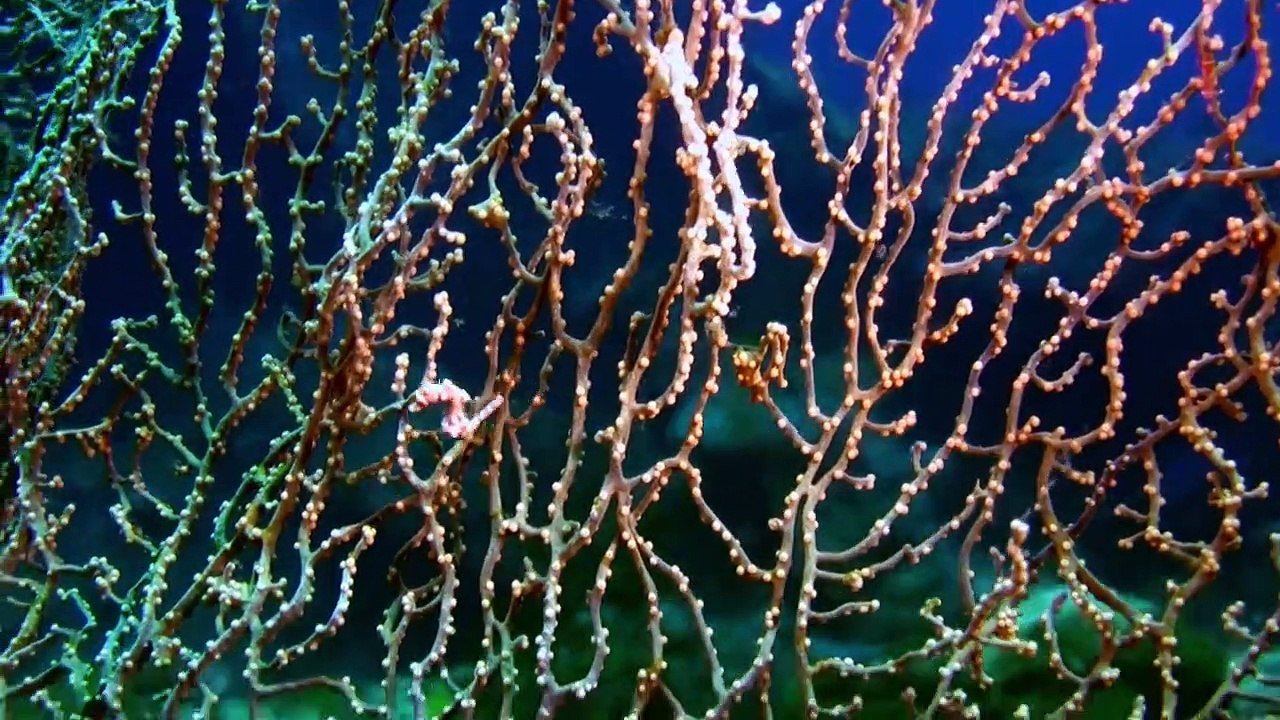 Verrückter Planet Staffel 1 Folge 5 HD Deutsch