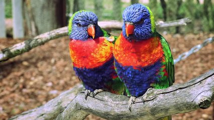 Verrückter Planet Staffel 1 Folge 7 HD Deutsch