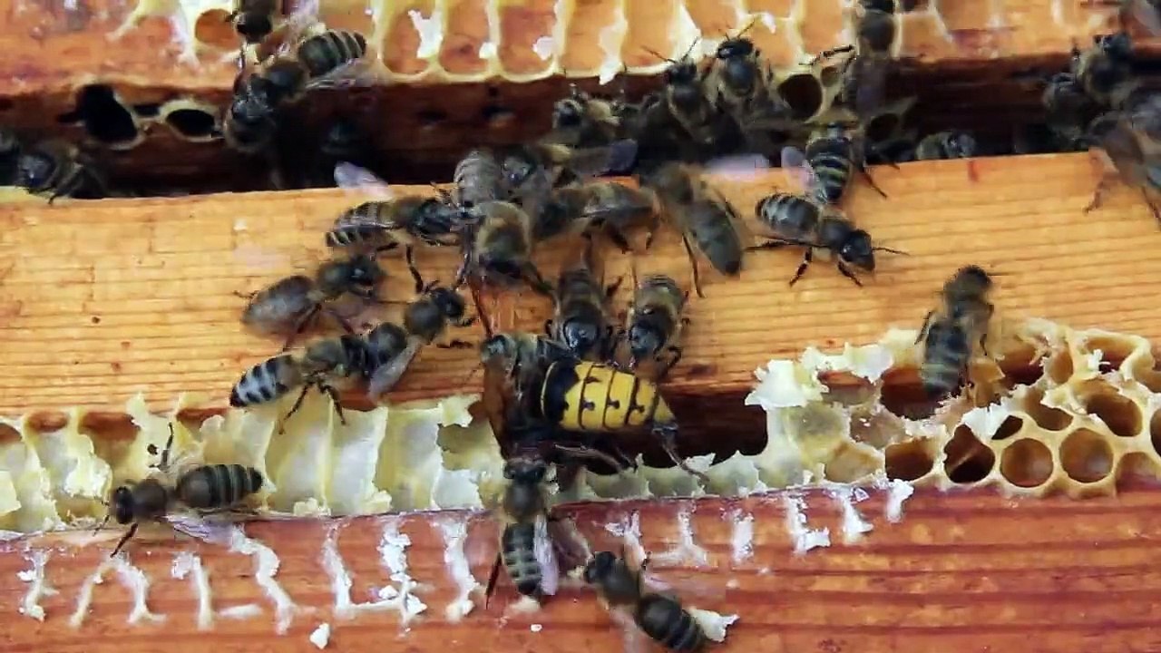 Verrückter Planet Staffel 1 Folge 9 HD Deutsch