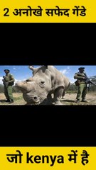 सफेद गेंडा आप ने आज तक नही देखा होगा #safedgenda #shorts #viral #trending