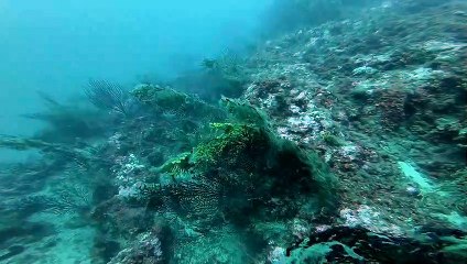 Fortes chaleurs: 80% des gorgones de la Côte bleue sont mortes