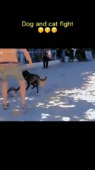 Dog and cats fight 