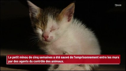 Un chaton sauvé du mur intérieur d'une maison du Massachusetts !