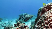 Great Barrier Reef 04 - A Living Treasure