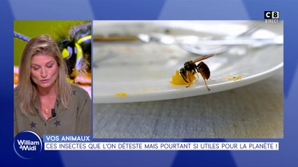 Vos animaux : Ces insectes que l'on déteste mais pourtant si utiles pour la planète !