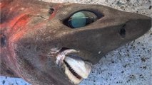 Quel est donc ce mystérieux requin pêché dans les profondeurs de l'Australie ?