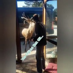 Manisalı esnaf, geyiği konuşarak ikna etti