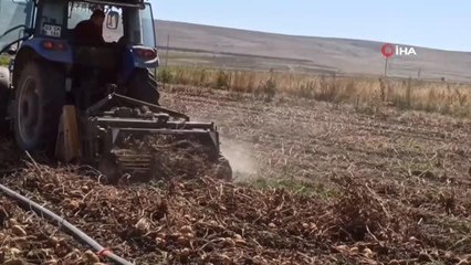 Afyon haber! Şuhut'ta kışlık patates hasadı başladı
