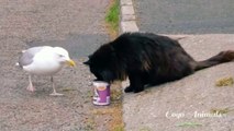 Funny animals video 2022, Funny Pets, Funny duck  Hen  And Cock, Funny Dog And Cat Video