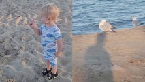 Adorable toddler encounters 'So Cute' seagulls on beach