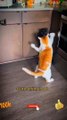 Cute Cat Fighting Videos 2022 | Cute Cat Playing Ballon Game | Cute Animals Yt