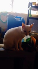 Cat Sings Along to Song