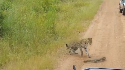 Tiger vs. Monitor lizard