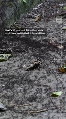 Recent Study Shows Ants Outnumber Humans